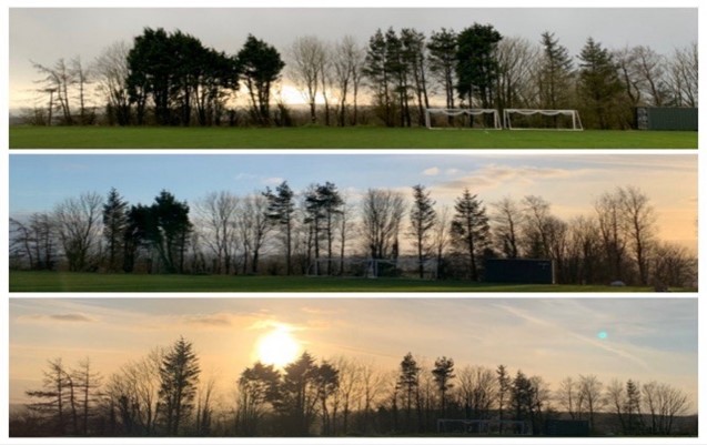 Row of tree silhouettes